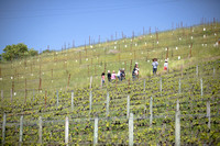 2025.04.12 - Napa Valley Vintners - Afernoon in the Vineyards 538750